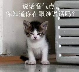 吃瓜娱乐的喵哥是谁呀  第2张